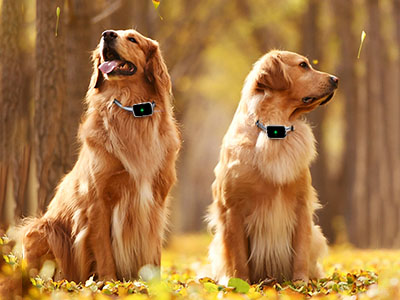 How To Protect Your Pets By Mini Global GPS Tracker?