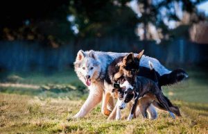 guide dogs