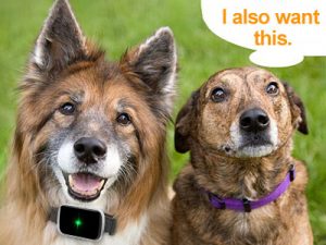 Dog tracking device