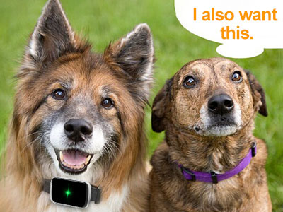 What Is Dog Tracking Device?