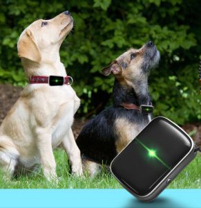 Dog tracking device