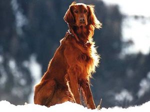 animal tracking device
