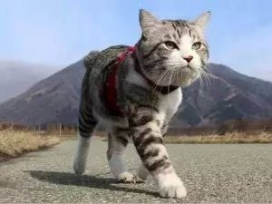 cat gps tracker