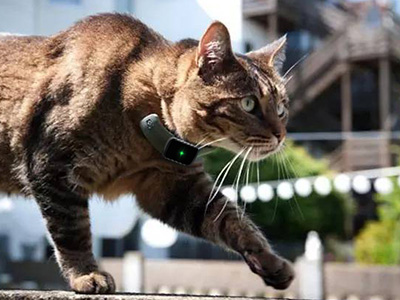 Prepare a Cat GPS Tracker For Your Kitty