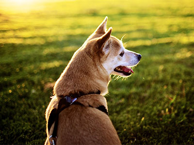 Are You Looking For GPS Tracker For Dogs?