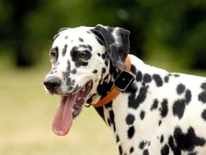 pet location tracker