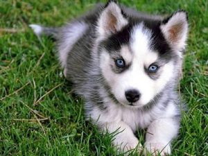 dog gps tracker