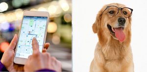 best dog gps tracker