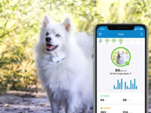 pet gps tracker