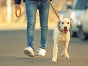 gps tracker for pet