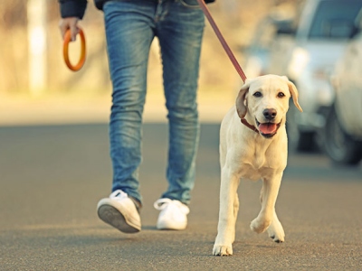 Why We Need to Buy a GPS Tracker for Pet is Important?