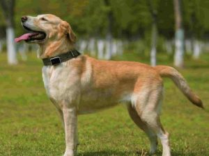 pet tracker