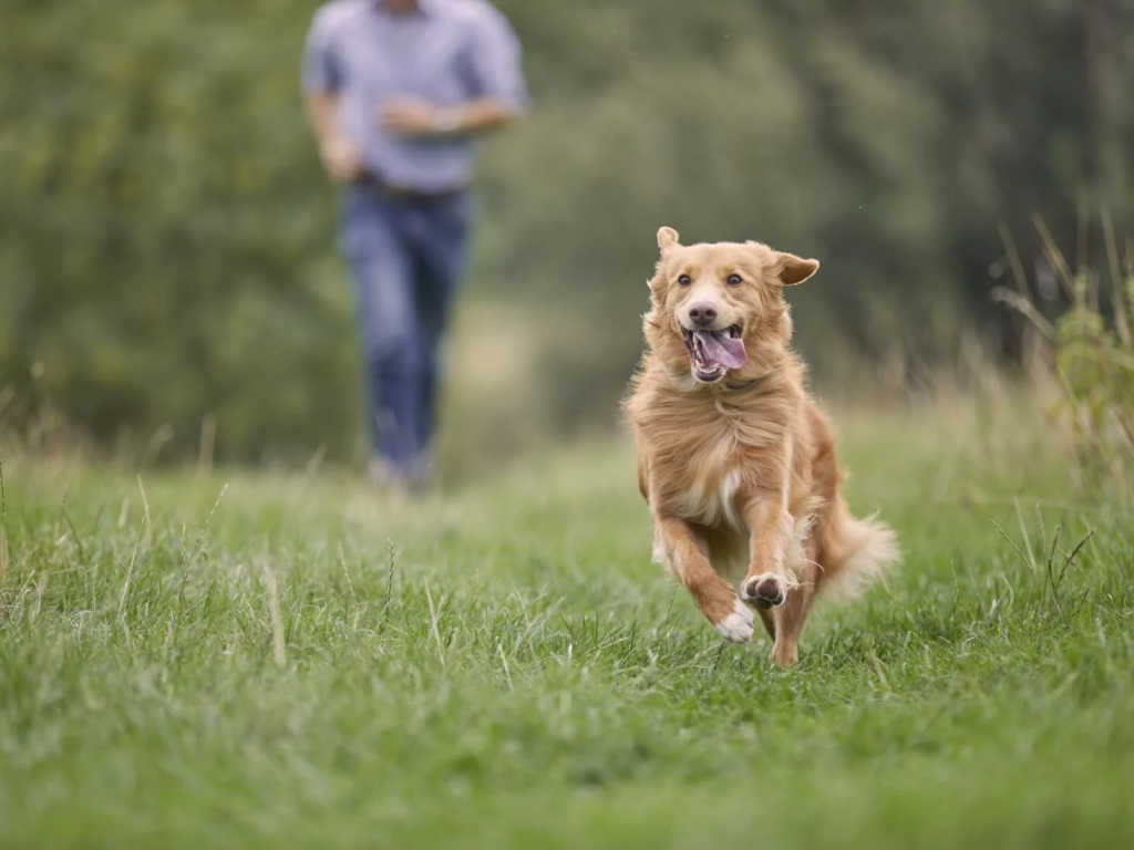 pet gps